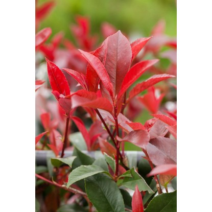 OBI Fotinija "Red Robin" višina pribl. 100–125 cm lonec pribl. 15 l Photinia