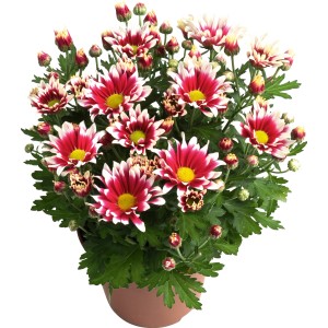 Indijska krizantema Posebne vrste Ø lončka pribl. 14 cm Chrysanthemum