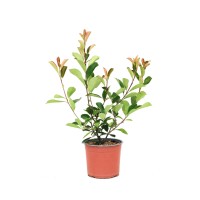 GROW by OBI Fotinija Carre Rouge višina 45 cm lonec 3 l Photinia x fraseri