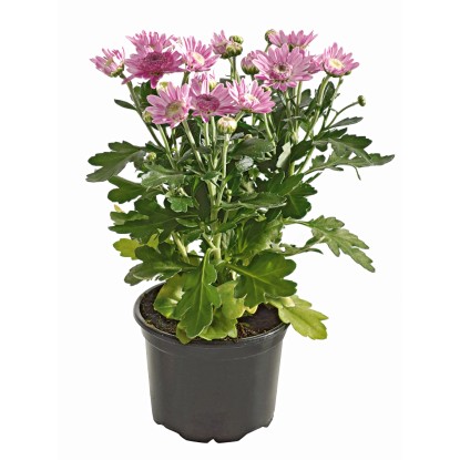 Krizantema, 1-stebelna, Ø lončka pribl. 9 cm, Chrysanthemum
