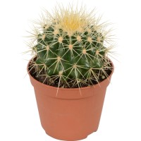 Grusonov ježkar v lončku premera Ø pribl. 12 cm Echinocactus grusonii