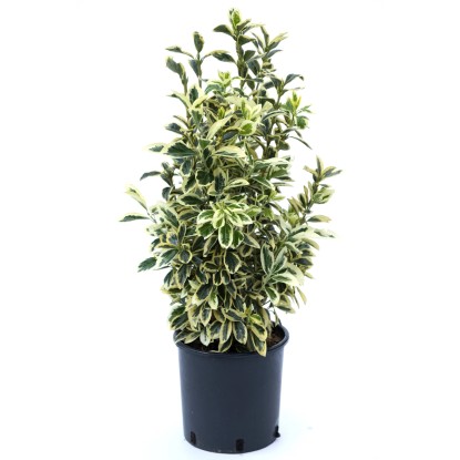 OBI Japonske trdoleske različnih vrst višina pribl. 50–60 cm lonec pribl. 10 l