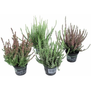 Jesenska vresa, mešane barve, Ø lončka pribl. 11 cm