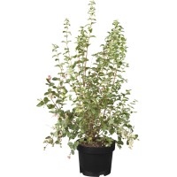 Bisernik Magical Mix Ø lonca pribl. 19 cm Symphoricarpos
