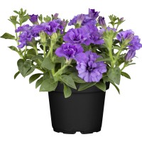 Petunija Trixi Premer lončka Ø pribl. 12 cm Petunia