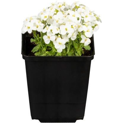 OBI Kavkaški repnjak "Schneehaube" bel Ø lonca pribl. 9 cm x 9 cm Arabis