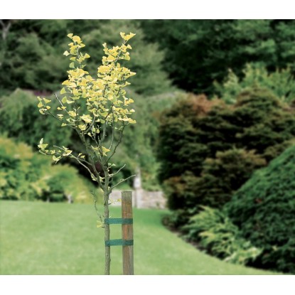 Trak za drevesa 3 kosi po 3 m