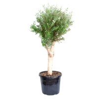 GROW by OBI Oljka nizkodebelno drevo pribl. 50 cm lonec 35 l Olea europaea