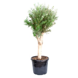 GROW by OBI Oljka nizkodebelno drevo pribl. 50 cm lonec 35 l Olea europaea