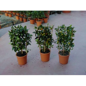Citrus Špalir Različne sorte Ø lončka pribl. 14 cm Citrus