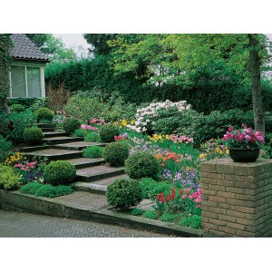 Pušpan Krogla Lonec pribl. 7,5 l višina pribl. 28 - 35 cm Buxus sempervirens