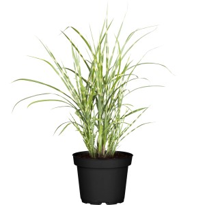 GROW by OBI Kitajski trstikovec "Strictus Dwarf" Ø l. 14 cm Miscanthus sinensis