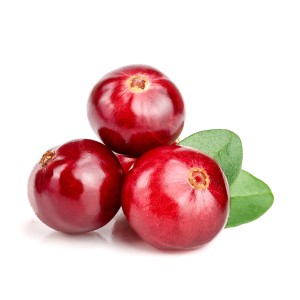 Ameriška brusnica Pilgrim v loncu 2 l