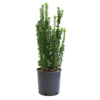 OBI Fotinija "Carré Rouge" višina pribl. 30 - 40 cm lonec pribl. 5 l Photinia
