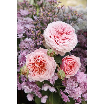 Sobna vrtnica sort. višina pribl. 25-30 cm Ø lončka pribl. 10,5 cm Rosa Amorosa
