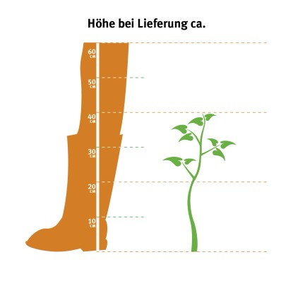OBI Jajčastolistna kalina "Aureum" višina 30-40 cm lonec 3 l Ligustrum