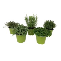 GROW by OBI Mešanica mediteranskih zelišč Ø lonca pribl. 14 cm