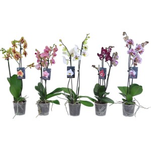 Orhideja Phalaenopsis "Design" sortirano višina pribl. 55-70 cm Ø lončka 12 cm