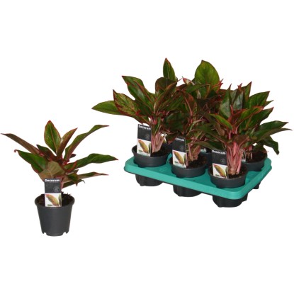 Aglaonema Višina pribl. 25 - 30 cm Ø lončka pribl. 12 cm Aglaonema crete