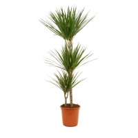 Zmajevka 3 debla Ø lončka ca. 24 cm Dracaena marginata