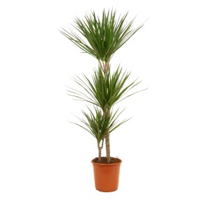 Zmajevka 3 debla Ø lončka ca. 24 cm Dracaena marginata