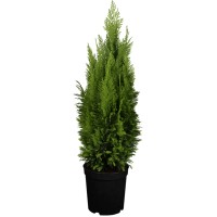 OBI Pacipresa "Ellwood´s Empire" višina 50 - 60 cm lonček 5 l Chamaecypa