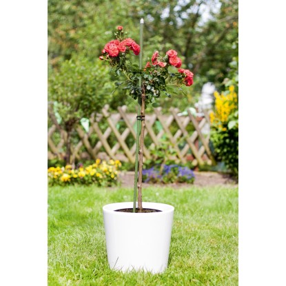 Podporna palica 90 cm x Ø 1,1 cm Temno zelena
