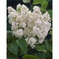 Španski bezeg bel višina cca. 20-30 cm, lonec cca. 2 l (Syringa vulgaris)