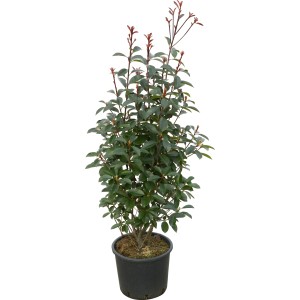 OBI Fotinija "Red Robin" višina pribl. 100–125 cm lonec pribl. 15 l Photinia