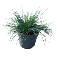 GROW by OBI Sinja bilnica Cool as Ice Ø lonca pribl. 14 cm Festuca glauca