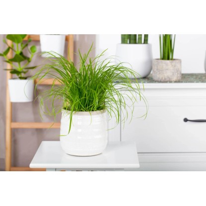 Ciprska trava "Mačja trava" Ø lončka pribl. 12 cm Cyperus zumula