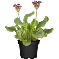 GROW by OBI Visoki jeglič Ø lončka pribl. 15 cm Primula elatior