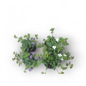 PCZ Varaždinski Cvijet Bakopa Ø lončka 10 cm