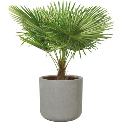 Lonec za rastline Bargemon Ø 72 cm x 68,5 cm siv