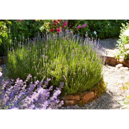 Sivka "Felice" Ø lonca pribl. 10,5 cm Lavandula