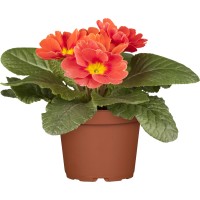PCZ Varaždinski Cvijet Primula Ø lončka 10 cm