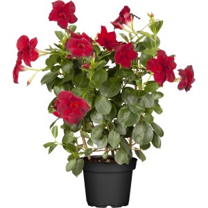 OBI Dipladenija (Mandevilla) z oporo za vzpenjanje v lončku premera Ø 14 cm