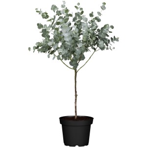 Evkaliptus "Azura" s steblom višina 80 - 100 cm Ø lonca 21 cm Eucalyptus gunnii