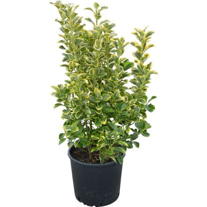 OBI Japonske trdoleske različnih vrst višina pribl. 50–60 cm lonec pribl. 10 l