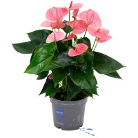 GROW by OBI Veliki flamingovec "Pandola" višina pribl. 55-60 cm Ø lončka 17 cm