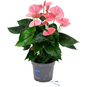 GROW by OBI Veliki flamingovec "Pandola" višina pribl. 55-60 cm Ø lončka 17 cm