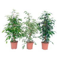 Fikus benjamin Ø lončka pribl. 17 cm Ficus benjamina