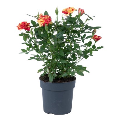 Sobna vrtnica višina pribl. 25-30 cm lonec Ø pribl. 10,5 cm Rosa Hybride