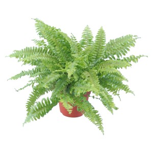 GROW by OBI Navadni nefrolepsis v lončku Ø pribl. 12 cm