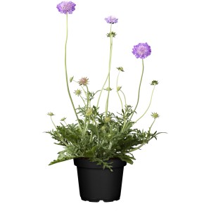 GROW by OBI Grintavec v lončku s Ø pribl. 19 cm Scabiosa