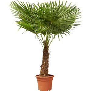 OBI Visoka žumara višina pribl. 150 cm lonec pribl. 45 l Trachycarpus fortunei