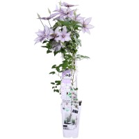 Clematis "Samantha Jo Up" višina cca. 65 cm, lonec cca. 2 l