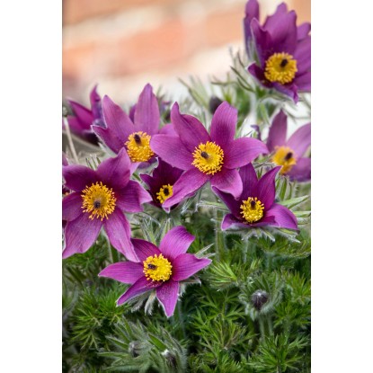 OBI Velikonočnica Ø lončka pribl. 13 cm Pulsatilla