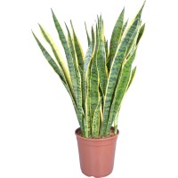 Taščin jezik Ø lonca pribl. 24 cm (Sansevieria trifasciata)