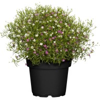 GROW by OBI Pozidna sadrenka pribl. 10-20 cm Gypsophila muralis